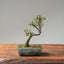 Cotoneaster Bonsai #1070