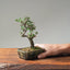 Cotoneaster Bonsai #1070