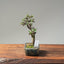 Cotoneaster Bonsai #1070