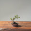 Cotoneaster Bonsai #1071