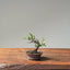 Cotoneaster Bonsai #1071