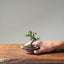 Cotoneaster Bonsai #1071