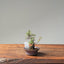 Cotoneaster Bonsai #1071