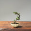 Cotoneaster Bonsai #1072