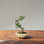 Cotoneaster Bonsai #1072