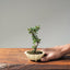 Cotoneaster Bonsai #1072