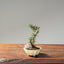 Cotoneaster Bonsai #1072