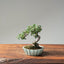 Cotoneaster Bonsai #1073