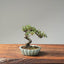 Cotoneaster Bonsai #1073