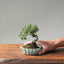 Cotoneaster Bonsai #1073