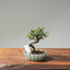 Cotoneaster Bonsai #1073