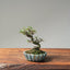 Cotoneaster Bonsai #1074