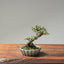 Cotoneaster Bonsai #1074