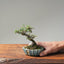 Cotoneaster Bonsai #1074