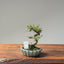 Cotoneaster Bonsai #1074