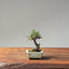 Cotoneaster Bonsai #1075