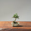 Cotoneaster Bonsai #1075