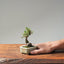 Cotoneaster Bonsai #1075