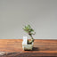 Cotoneaster Bonsai #1075