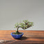 Cotoneaster Bonsai #1076