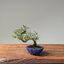 Cotoneaster Bonsai #1076