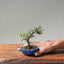 Cotoneaster Bonsai #1076