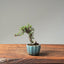 Cotoneaster Bonsai #1077