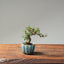 Cotoneaster Bonsai #1077