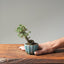 Cotoneaster Bonsai #1077
