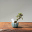 Cotoneaster Bonsai #1077