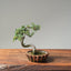 Cotoneaster Bonsai #1078