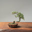 Cotoneaster Bonsai #1078