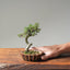 Cotoneaster Bonsai #1078