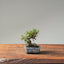 Cotoneaster Bonsai #1079