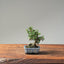 Cotoneaster Bonsai #1079