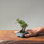 Cotoneaster Bonsai #1079
