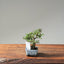 Cotoneaster Bonsai #1079