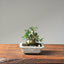 Olive Bonsai #1080