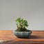 Olive Bonsai #1081