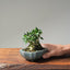 Olive Bonsai #1081