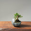 Olive Bonsai #1081