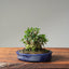 Olive Bonsai #1082
