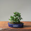 Olive Bonsai #1082