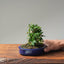 Olive Bonsai #1082