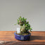Olive Bonsai #1082