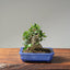 Olive Bonsai #1083