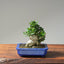 Olive Bonsai #1083