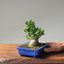 Olive Bonsai #1083