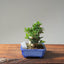 Olive Bonsai #1083