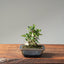 Olive Bonsai #1084
